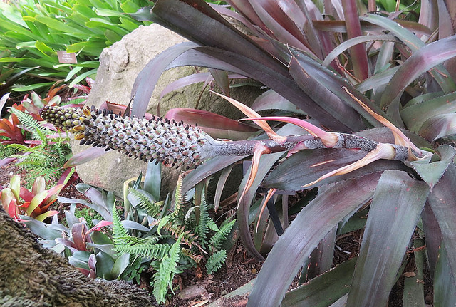 Aechmea bromeliifolia