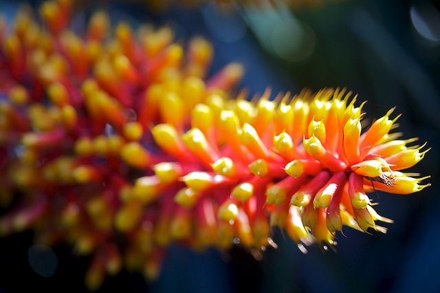 Aechmea caudata (Aechmea caudata)