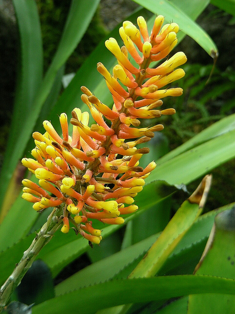 Aechmea caudata