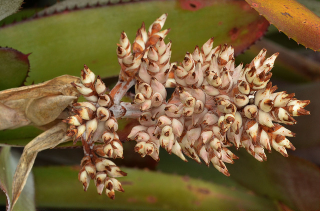 Aechmea chantinii (Aechmea chantinii)