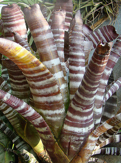 Aechmea chantinii