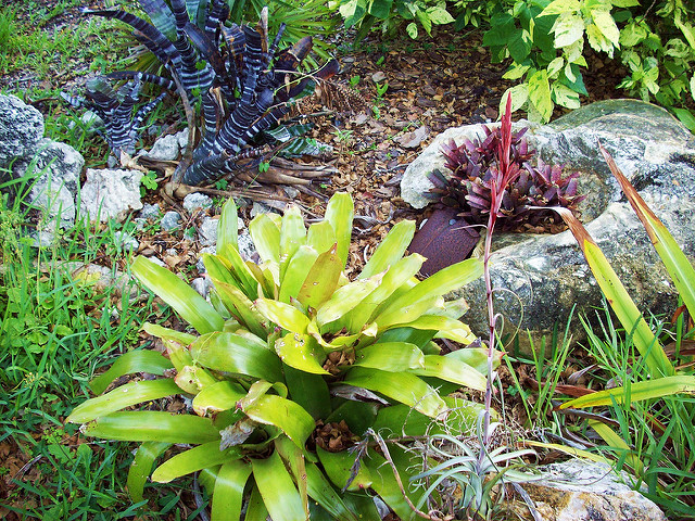 Aechmea chantinii