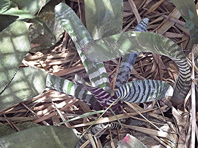 Aechmea chantinii
