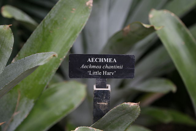 Aechmea chantinii