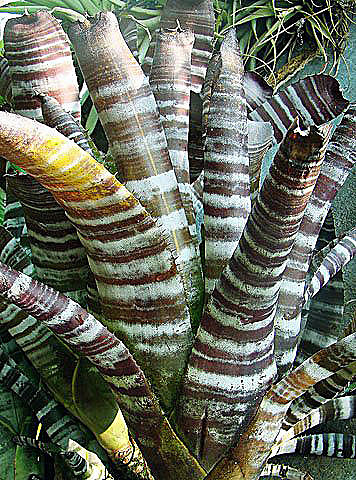 Aechmea chantinii