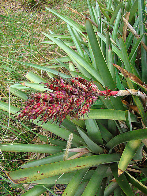 Aechmea distichantha (Aechmea distichantha)