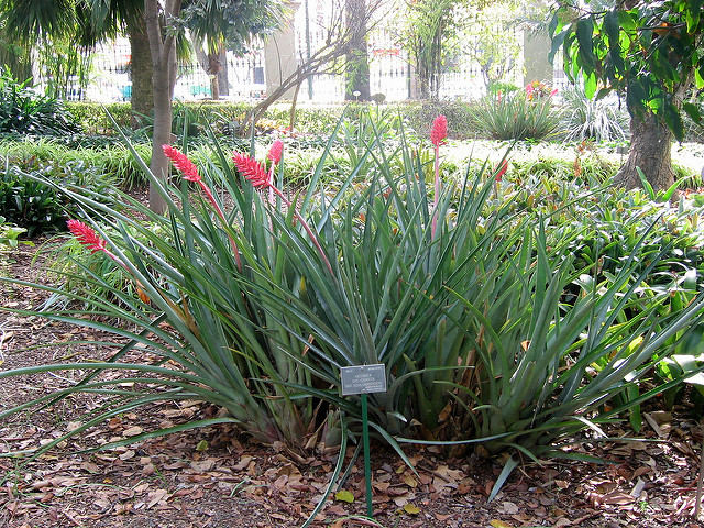 Aechmea distichantha