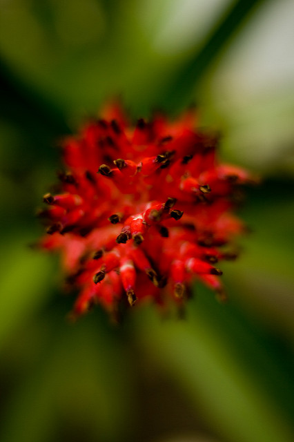 Aechmea distichantha