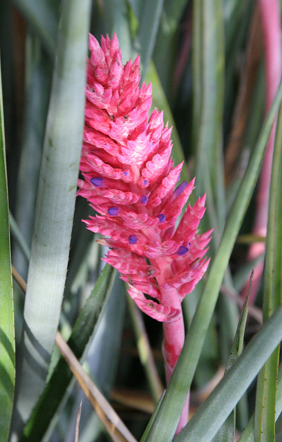 Aechmea distichantha