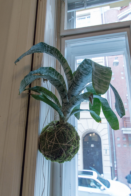 Aechmea fasciata
