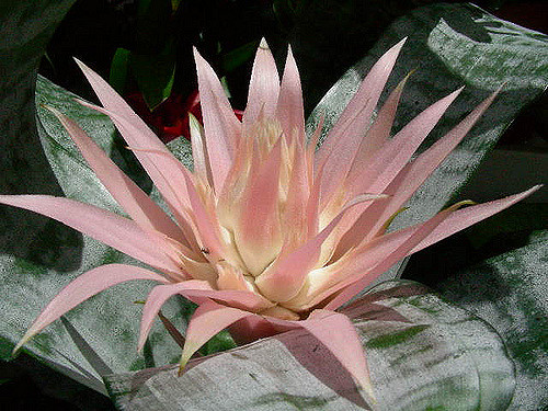 Aechmea fasciata