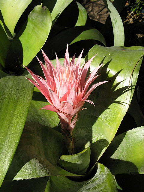 Aechmea fasciata