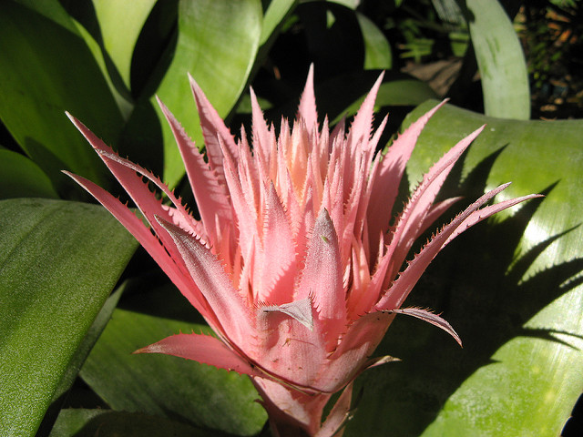 Aechmea fasciata