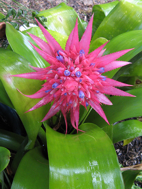 Aechmea fasciata