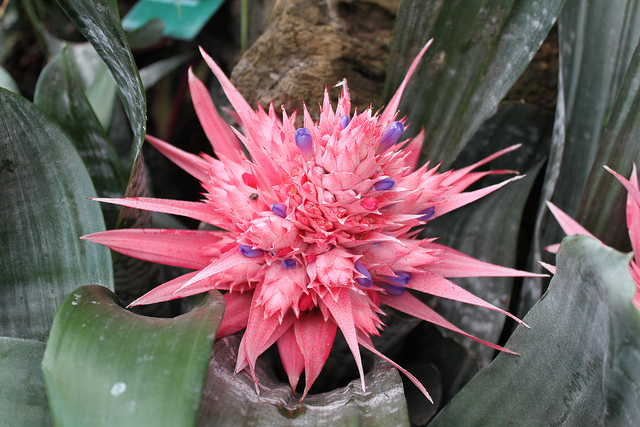 Aechmea fasciata (Aechmea fasciata)