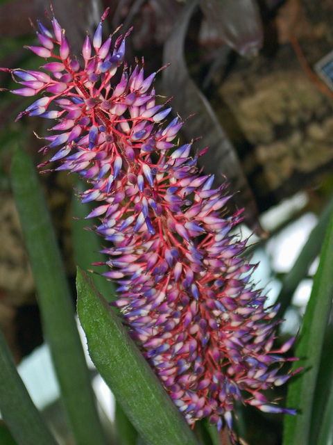 Aechmea fendleri (Aechmea fendleri)