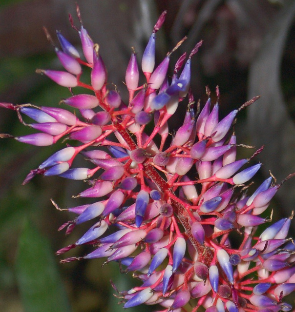 Aechmea fendleri