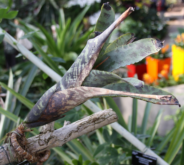 Aechmea fosteriana (Aechmea fosteriana)