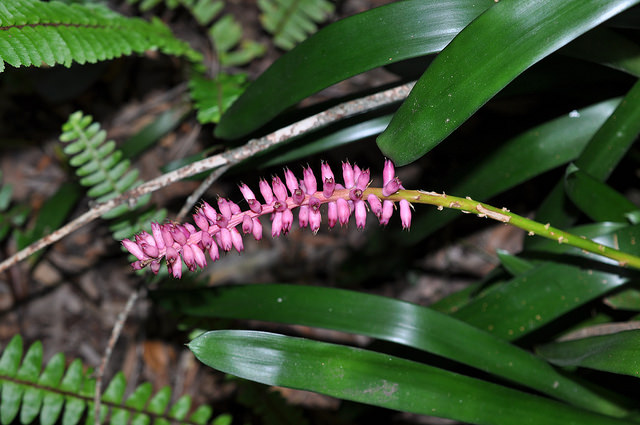 Aechmea gamosepala (Aechmea gamosepala)