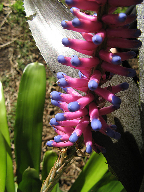 Aechmea gamosepala