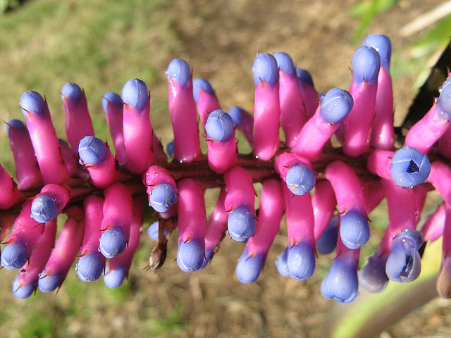 Aechmea gamosepala