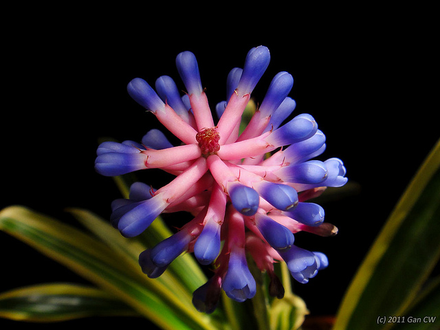 Aechmea gamosepala