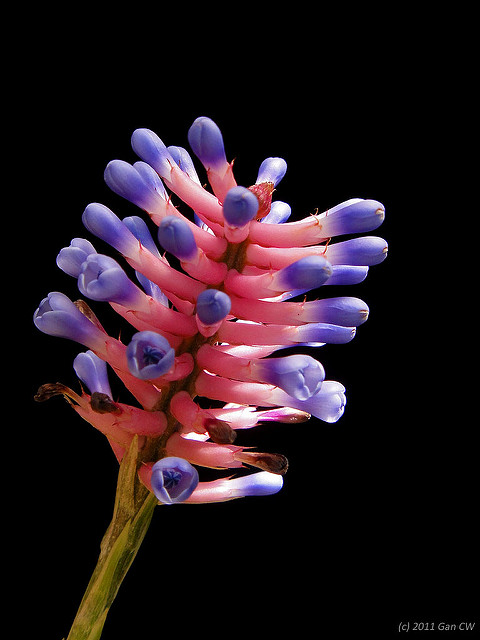 Aechmea gamosepala