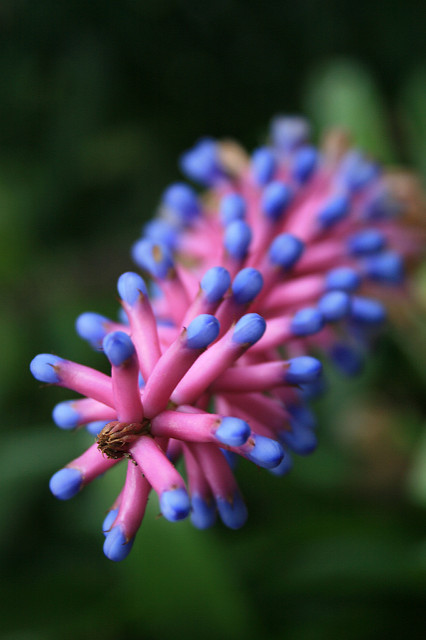 Aechmea gamosepala