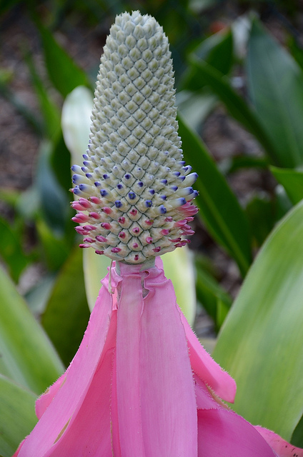 Aechmea mariae-reginae (Aechmea mariae-reginae)