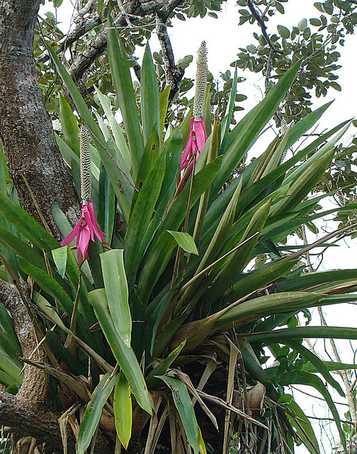 Aechmea mariae-reginae