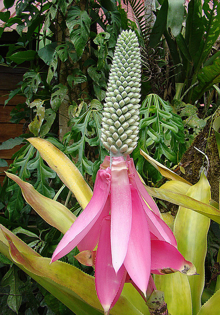 Aechmea mariae-reginae