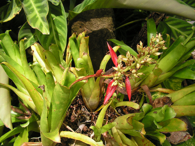 Aechmea mertensii (Aechmea mertensii)