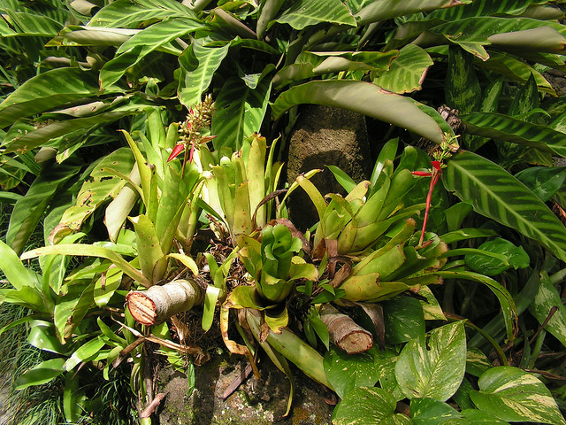 Aechmea mertensii