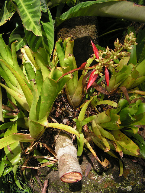 Aechmea mertensii