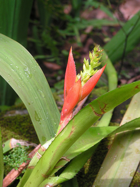 Aechmea mertensii