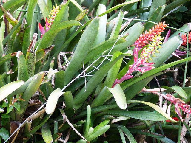 Aechmea nudicaulis (Aechmea nudicaulis)