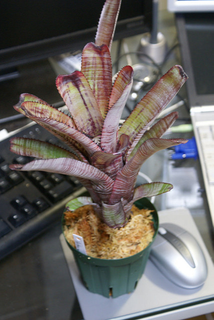 Aechmea nudicaulis