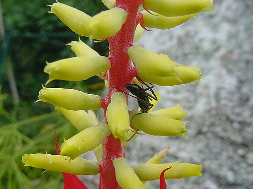 Aechmea nudicaulis