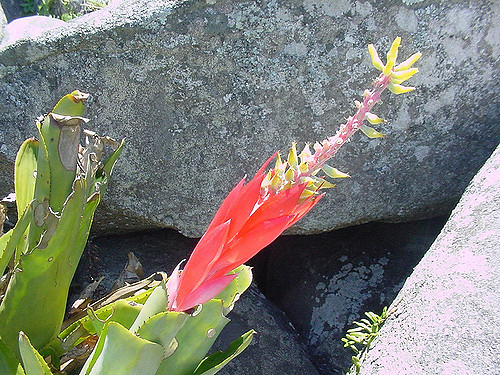 Aechmea nudicaulis