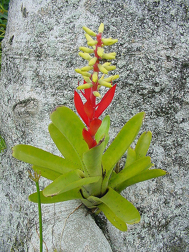 Aechmea nudicaulis