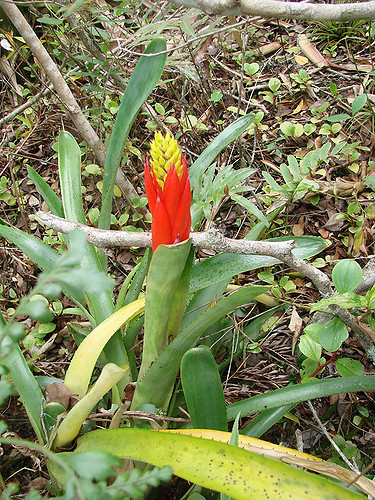 Aechmea nudicaulis