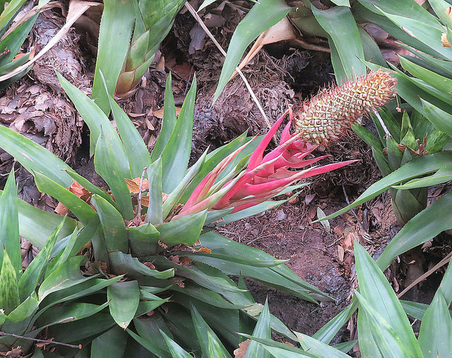 Aechmea ornata (Aechmea ornata)