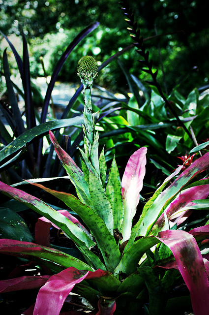 Aechmea pectinata (Aechmea pectinata)