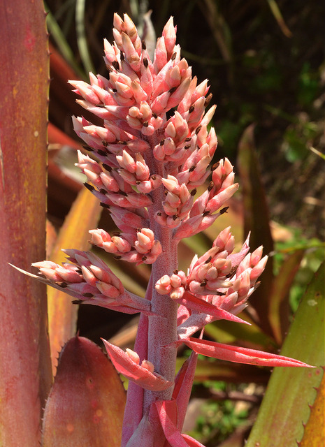 Aechmea phanerophlebia