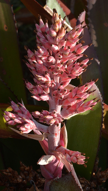 Aechmea phanerophlebia