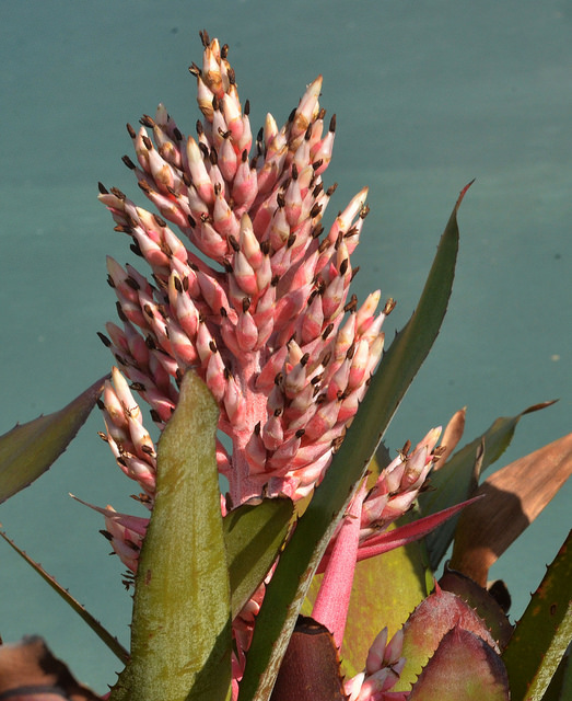Aechmea phanerophlebia