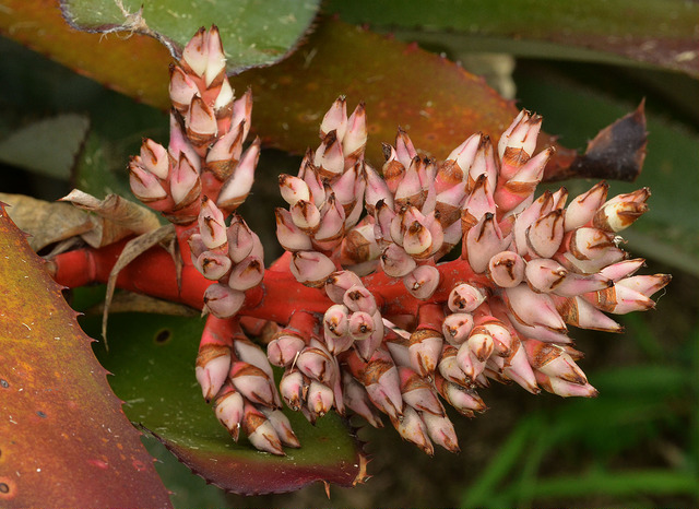 Aechmea phanerophlebia
