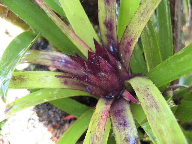 Aechmea recurvata