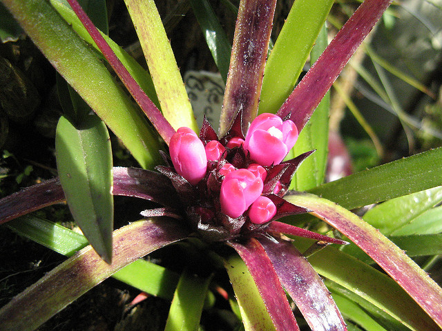 Aechmea recurvata