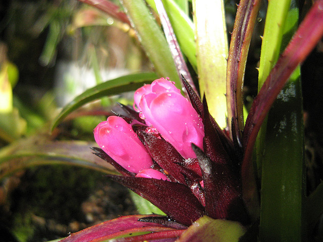 Aechmea recurvata